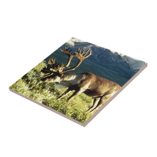 アラスカのカリブー タイル (側面)