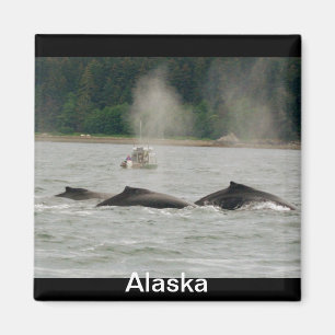 アラスカのクジラ マグネット
