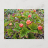 アラスカのサーモンピンク果実 インビテーションポストカード (正面)