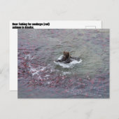 アラスカのサーモン用ベア魚釣り ポストカード (正面/裏面)