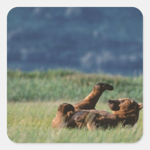 アラスカのハイグマ(Ursus arctos)の遊び スクエアシール