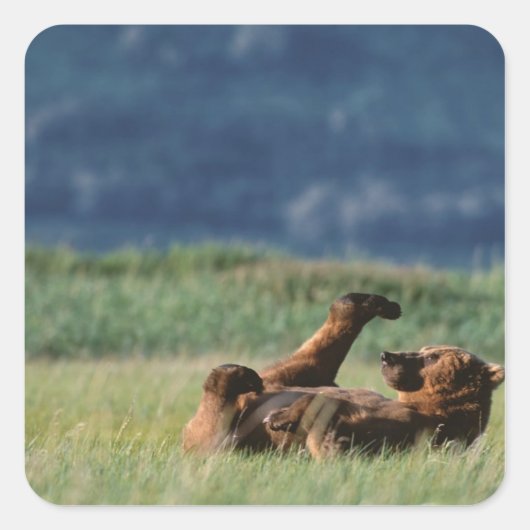 アラスカのハイグマ(Ursus arctos)の遊び スクエアシール (正面)