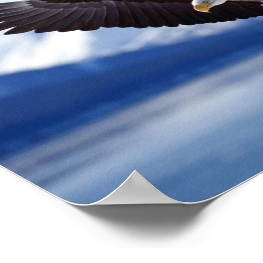 アラスカのハゲワシ ポスター (角)