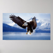 アラスカのハゲワシ ポスター (正面)