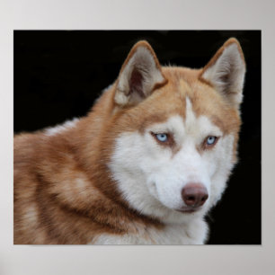 アラスカのハスキーな犬 ポスター