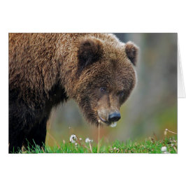 アラスカのヒグマの食べ物のタンポポ