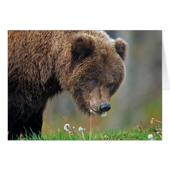 アラスカのヒグマの食べ物のタンポポ (正面横)