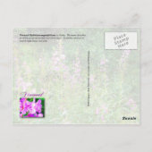 アラスカのピンク色の花火用の花 ポストカード (裏面)