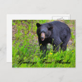 アラスカのポストカードからの挨拶 ポストカード (正面/裏面)