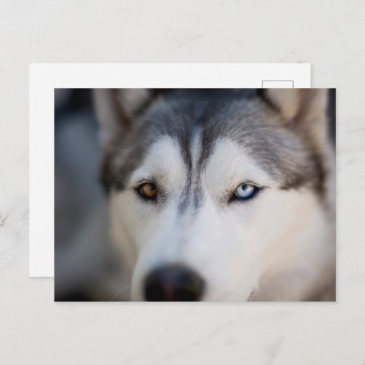 アラスカのマラミートの閉じ込めたストイックの視線 ポストカード (正面/裏面)