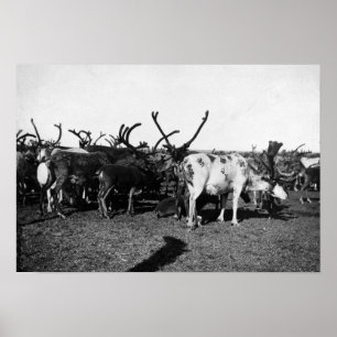 アラスカの写真のトナカイの群れ ポスター
