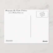 アラスカの夏の時間 ポストカード (裏面)