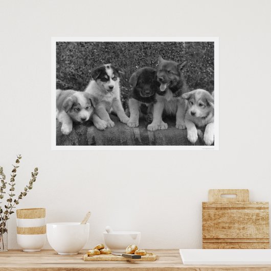 アラスカの子犬1921 ポスター (キッチン)
