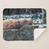 アラスカの復活の湾のアシカ シェルパブランケット (正面(横))