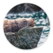 アラスカの復活の湾のアシカ セラミックノブ (正面)