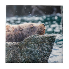 アラスカの復活の湾のアシカ タイル