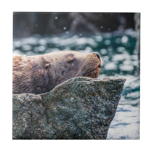 アラスカの復活の湾のアシカ タイル (正面)