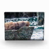 アラスカの復活の湾のアシカ フォトブロック (正面)