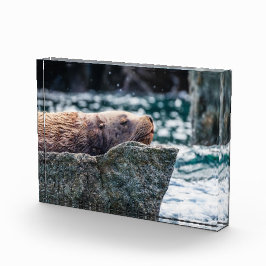 アラスカの復活の湾のアシカ フォトブロック