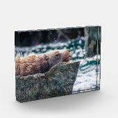 アラスカの復活の湾のアシカ フォトブロック (左)