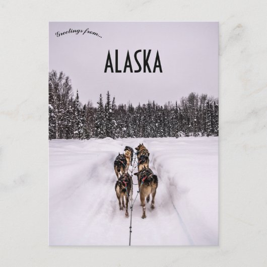 アラスカの犬ぞりチーム ポストカード (正面)