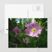 アラスカの野生のピンクのバラ ポストカード (正面/裏面)