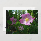 アラスカの野生のピンクのバラ ポストカード (正面/裏面)