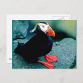 アラスカの野生動物 ポストカード (正面/裏面)