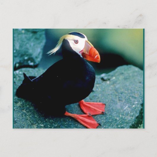 アラスカの野生動物 ポストカード (正面)