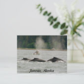 アラスカクジラ ポストカード (スタンド正面)