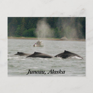 アラスカクジラ ポストカード