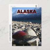 アラスカサケ ポストカード (正面/裏面)