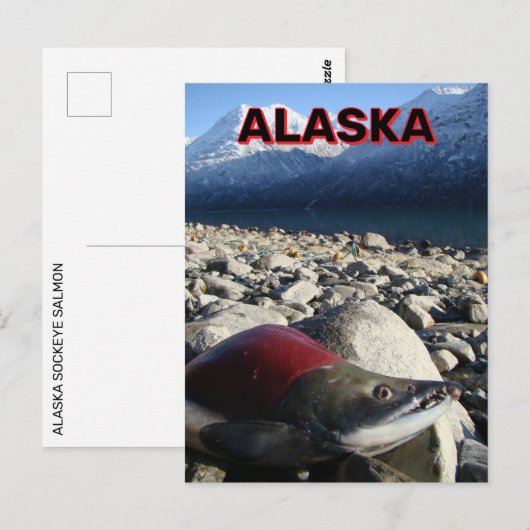 アラスカサケ ポストカード (正面/裏面)