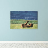 アラスカス州遊ウルソスアークトスのヒグマ キャンバスプリント (インサイチュ (ウッドフロア))