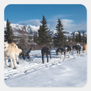 アラスカハスキー犬ぞりレース スクエアシール
