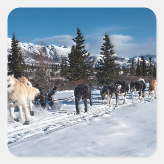 アラスカハスキー犬ぞりレース スクエアシール (正面)
