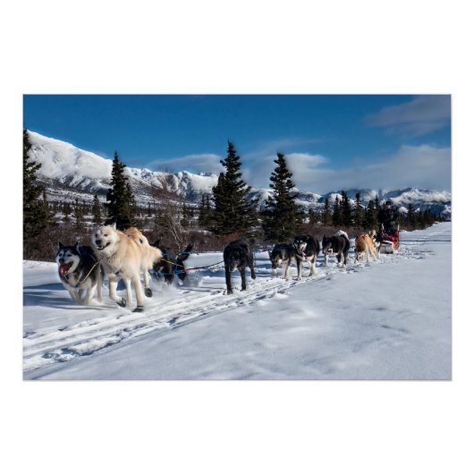 アラスカハスキー犬ぞりレース ポスター (正面)