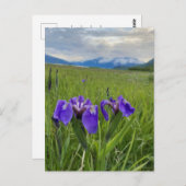 アラスカパープルフラワー植物山葉書 ポストカード (正面/裏面)