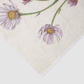 アラスカフラバネバイマリヴォーウォルコット 薄葉紙 (詳細)