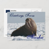アラスカブル・ウォルラスのポストカードからの挨拶 ポストカード (正面/裏面)