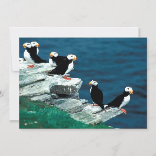 アラスカプフィンの羽のカラフル鳥 (正面)