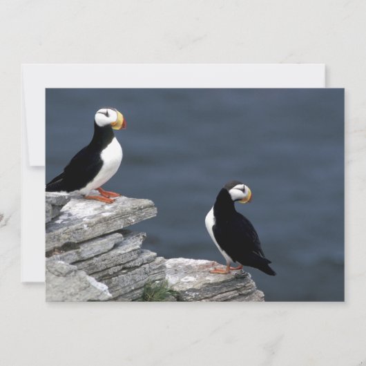 アラスカプフィンの羽のカラフル鳥 (正面)