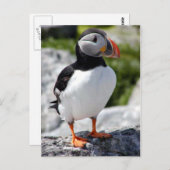 アラスカプフィンの羽のカラフル鳥 ポストカード (正面/裏面)