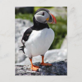 アラスカプフィンの羽のカラフル鳥 ポストカード