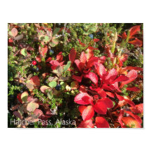 アラスカベリーポスター