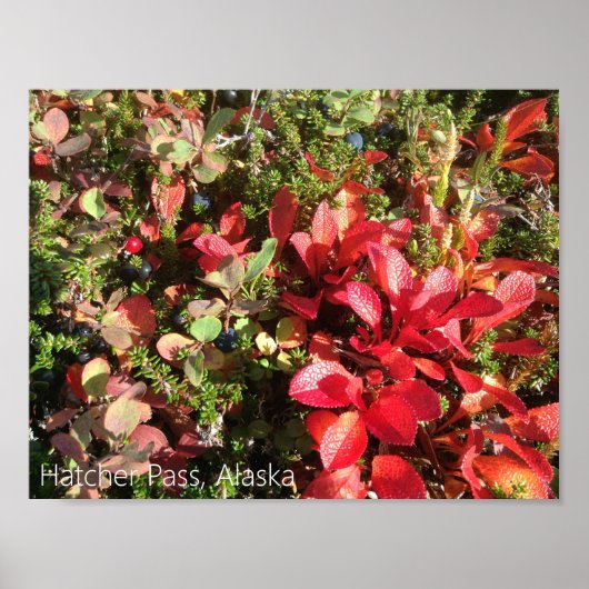 アラスカベリーポスター ポスター (正面)