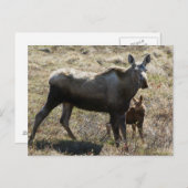 アラスカンカウムースふくらはぎ ポストカード (正面/裏面)