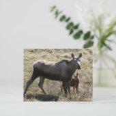 アラスカンカウムースふくらはぎ ポストカード (スタンド正面)