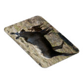 アラスカンカウムースふくらはぎ マグネット (右側)