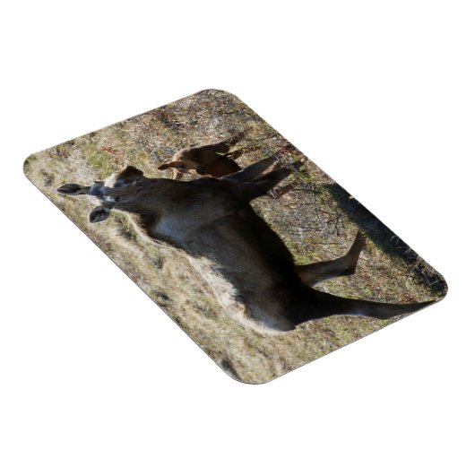 アラスカンカウムースふくらはぎ マグネット (右側)